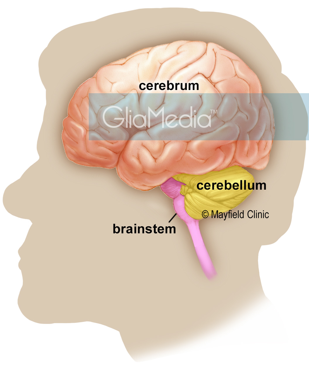brain cerebrum, lateral view