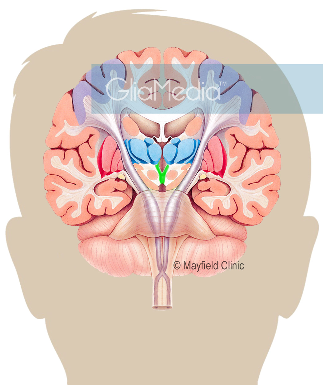 coronal view brain