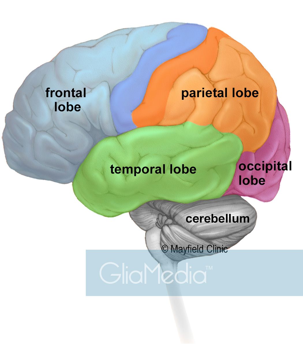 Lobes of brain