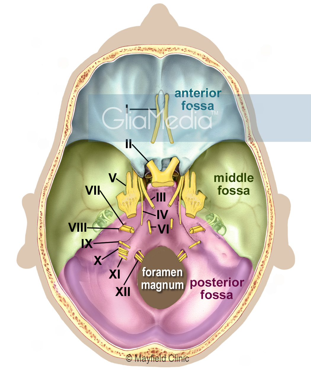 cranial nerves in skull base