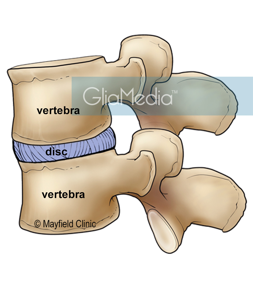 lateral view vertebra and disc